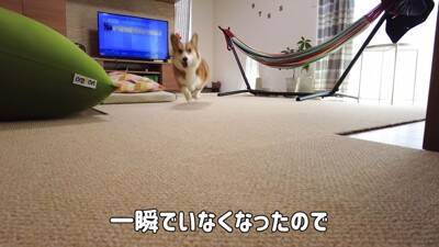 もし『家族が消えたら』犬は…まさかの『一生懸命探す姿』が切なすぎると15万再生「愛おしくて涙が…」「家族愛すごい」と感動の声続々