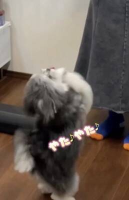 犬嫌いな女性が『人間好きな犬におやつをあげた』結果…ドタバタ過ぎるチャレンジが面白過ぎると95万再生「爆笑した」「どっちも可愛いｗ」