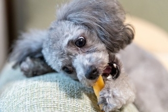 犬におやつを与えすぎる『5つの悪影響』一日に食べさせてもいい適正量まで