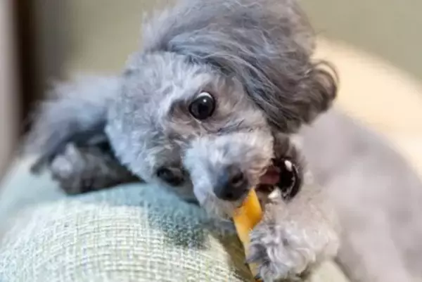 犬におやつを与えすぎる『5つの悪影響』一日に食べさせてもいい適正量まで