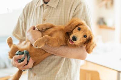 犬の『抱っこ』でやってはいけない絶対NG行為４選　体に負担がかからない抱き方まで