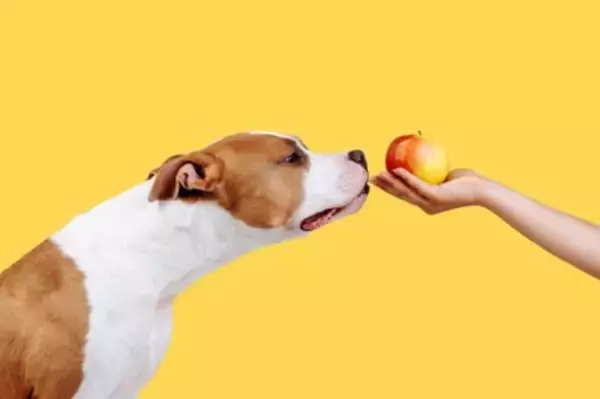 犬が『喉に詰まらせやすい』危険なモノ５選　誤食させないための対策まで