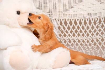 犬が『喉に詰まらせやすい』危険なモノ５選　誤食させないための対策まで