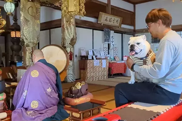 お寺で『ご祈祷』してもらう犬→住職さんの後ろで…お経どころではない『まさかの状況』が10万再生「声出して笑ったｗｗ」「パパ大慌てで草」