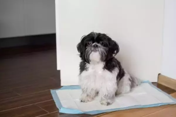 犬が『膀胱炎』になったときの症状5つ　早期発見のためにチェックすべきポイントまで