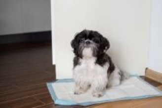 犬が『膀胱炎』になったときの症状5つ　早期発見のためにチェックすべきポイントまで