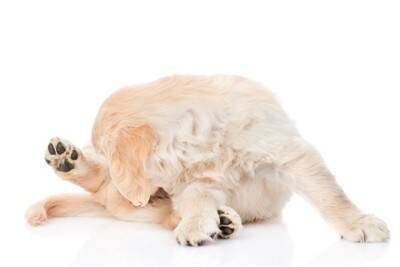 犬が『膀胱炎』になったときの症状5つ　早期発見のためにチェックすべきポイントまで