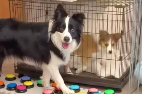 世界一賢い犬種に『ケージの子犬を出してあげて』とお願いしてみた結果→『難しいかな』と思った、次の瞬間…まさかの光景に絶賛「天才すぎる」