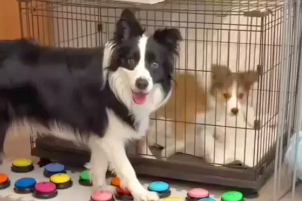世界一賢い犬種に『ケージの子犬を出してあげて』とお願いしてみた結果→『難しいかな』と思った、次の瞬間…まさかの光景に絶賛「天才すぎる」