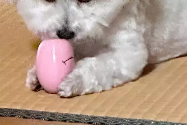 『絶対に取られたくない』おもちゃを離さない犬→顔を見てみると…あまりにも悪すぎる『衝撃の表情』に1万いいね「ヤバすぎて草」「好きｗｗ」