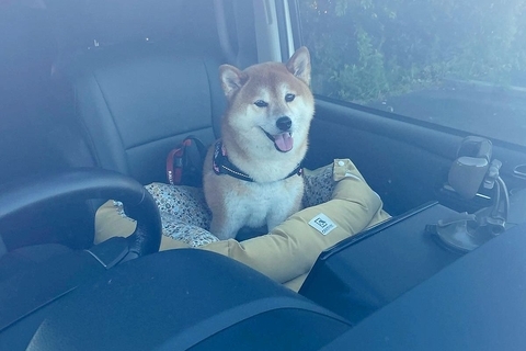 わざわざ車に乗って『大きな公園』に来た柴犬→ウキウキ笑顔だったのに…想定外の『過ごし方』に2万いいね「いい顔で草」「醍醐味なのかもｗ」