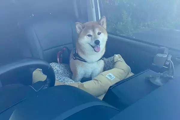 わざわざ車に乗って『大きな公園』に来た柴犬→ウキウキ笑顔だったのに…想定外の『過ごし方』に2万いいね「いい顔で草」「醍醐味なのかもｗ」