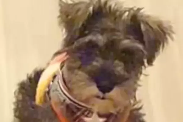 『ボロ雑巾と呼ばれていた犬』が過去の自分のようで…『幸せにしたい』と飼った結果→愛情いっぱいな『現在』に感動「運命だ」「世界一の宝物」