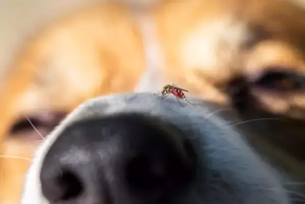 犬が『刺されると危険な虫』3選　虫を寄せ付けない工夫や外出前にすべき対策まで
