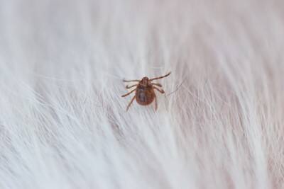 犬が『刺されると危険な虫』3選　虫を寄せ付けない工夫や外出前にすべき対策まで