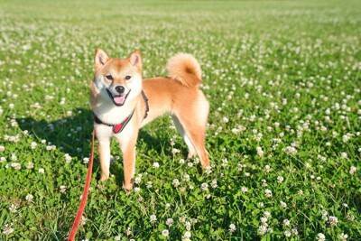 犬が『刺されると危険な虫』3選　虫を寄せ付けない工夫や外出前にすべき対策まで