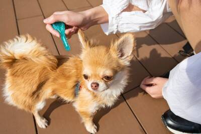 犬が『刺されると危険な虫』3選　虫を寄せ付けない工夫や外出前にすべき対策まで