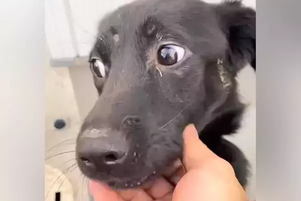 『ガリガリの犬』を保護→１年間、愛情を注いだ結果…同じ犬とは思えない『美しい変貌』に絶賛「素敵な人に出会えてよかった」「誇らしい顔」