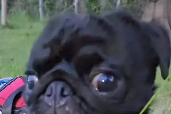 地面のニオイを嗅いでいた犬→顔をあげた、次の瞬間…思わず声が出る『想定外の光景』が15万再生「ほえ？って顔が可愛すぎ」「夏満喫してて草」