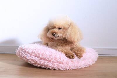 犬が懐いてくれなくなる『NG行動』4つ　愛犬に嫌われてしまうタブー行為や改善策まで
