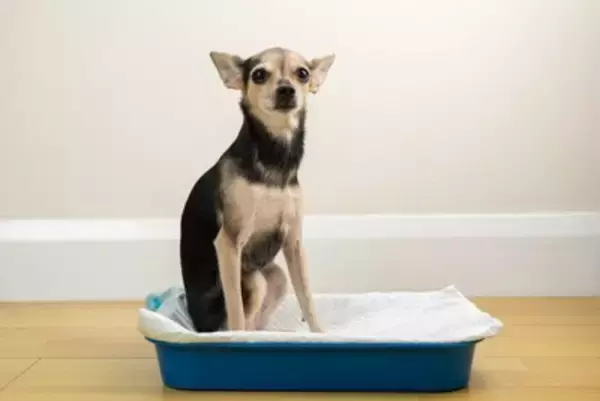 犬が『トイレで寝てしまう』心理4選　やめてほしい場合、どうしたらいいの？改善策まで