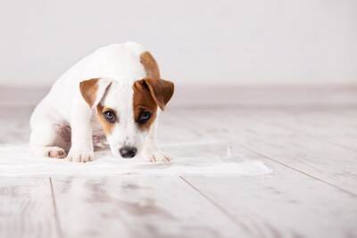 犬が『トイレで寝てしまう』心理4選　やめてほしい場合、どうしたらいいの？改善策まで