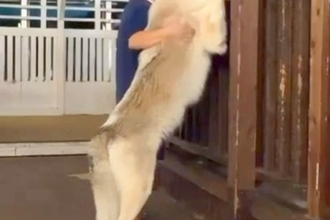 身長180cmの夫が『ウルフドッグ』と並んだ結果→『さすがに犬よりは大きい』と思いきや…衝撃のサイズ感に「でっか！」「人間と思ってそう」