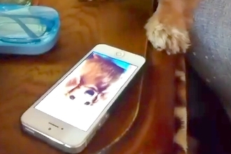先住犬が亡くなり、悲しむ犬→スマホで『生前の映像』を見せてあげた結果…『まさかの光景』が19万再生「なんて切ない…」「覚えてるんだね」