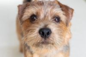 犬があなたに『期待』しているときのサイン4つ　目を輝かせている理由から適切な応え方まで