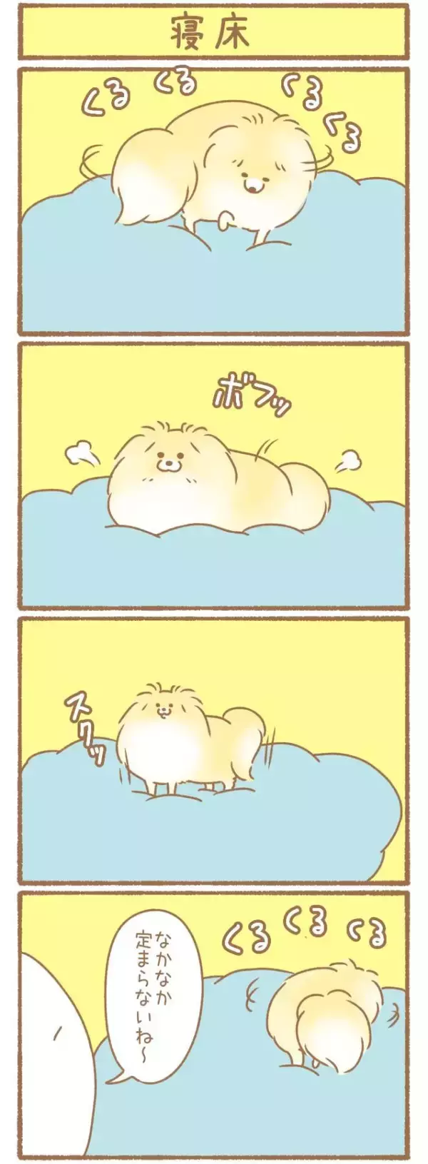 ただの犬好きです。【第339話】「寝床」