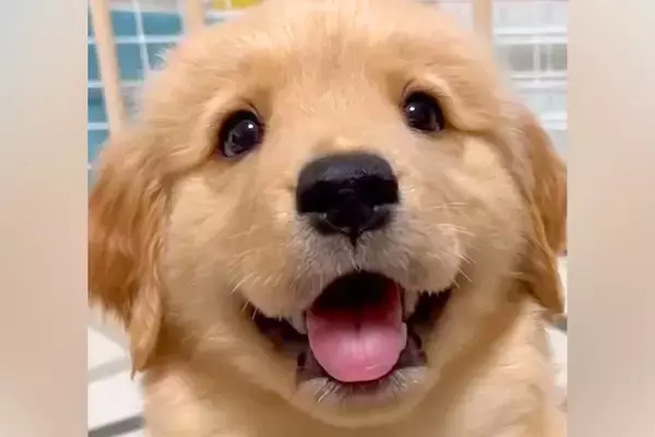 ゴールデンレトリバーの子犬が『猫に育てられた』結果→影響を受け過ぎている光景に225万再生の反響「犬らしさ忘れてるｗ」「最高なコンビ」