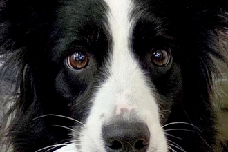 赤ちゃんのズボンを脱がしていたら『世界一賢いと言われる犬』が…気が利き過ぎている『まさかの光景』に12万いいね「すごい」「なんて賢い子」