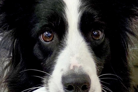 赤ちゃんのズボンを脱がしていたら『世界一賢いと言われる犬』が…気が利き過ぎている『まさかの光景』に12万いいね「すごい」「なんて賢い子」