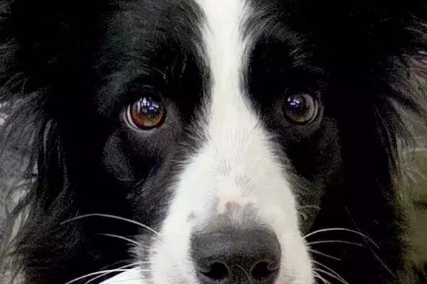 赤ちゃんのズボンを脱がしていたら『世界一賢いと言われる犬』が…気が利き過ぎている『まさかの光景』に12万いいね「すごい」「なんて賢い子」