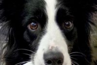 赤ちゃんのズボンを脱がしていたら『世界一賢いと言われる犬』が…気が利き過ぎている『まさかの光景』に12万いいね「すごい」「なんて賢い子」