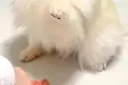 姪っ子に『ハイタッチ』を求められる犬→相手によっては…あまりにも違う『態度と表情』が10万表示「アイドルのオンとオフｗ」「格差あって草」