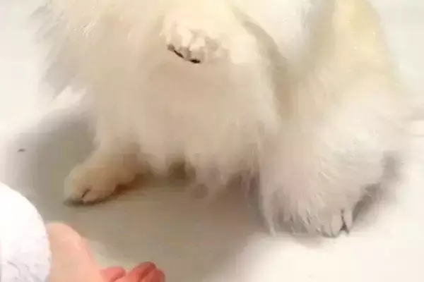 姪っ子に『ハイタッチ』を求められる犬→相手によっては…あまりにも違う『態度と表情』が10万表示「アイドルのオンとオフｗ」「格差あって草」