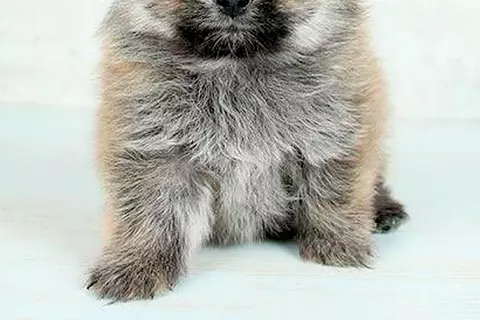 子犬の時に撮影した『保険証の写真』→現在の顔が…同じ犬とは思えない『衝撃の変化』に5万いいね集まる「別犬すぎるｗ」「まゆげでなんとか…」