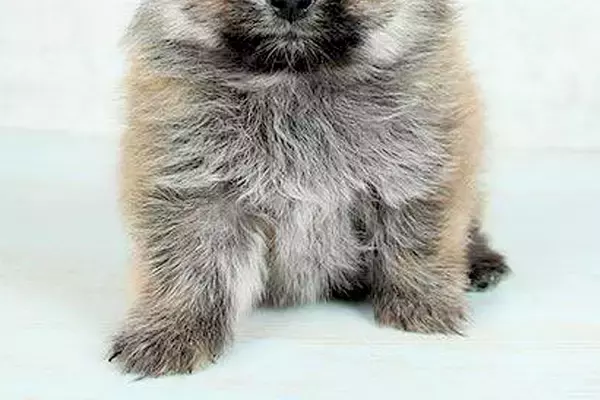 子犬の時に撮影した『保険証の写真』→現在の顔が…同じ犬とは思えない『衝撃の変化』に5万いいね集まる「別犬すぎるｗ」「まゆげでなんとか…」