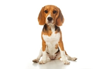 犬の危険な『座り方』3選　放っておくと重症化する可能性も…病気のサインまで解説