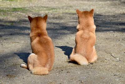 犬の危険な『座り方』3選　放っておくと重症化する可能性も…病気のサインまで解説