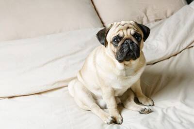 犬の危険な『座り方』3選　放っておくと重症化する可能性も…病気のサインまで解説