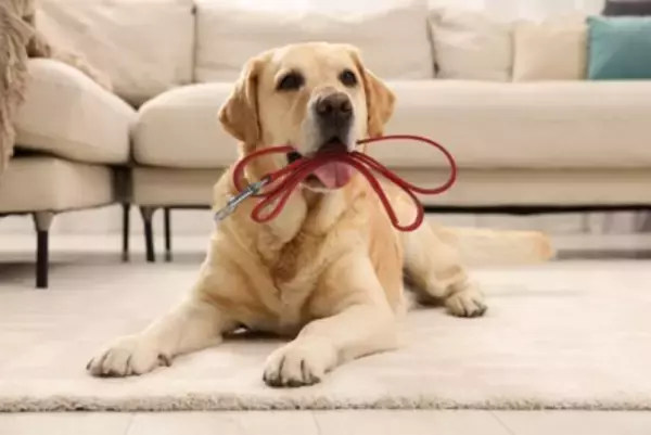 『散歩に行きたがっている犬』がみせるサイン5選　執拗にアピールしてくる場合の適切な対応まで