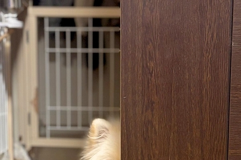犬とケンカをした結果→なぜか『隣の部屋の扉』から…許すしかない『ズルすぎる光景』に1万いいね「仲直りしたいのかなｗ」「可愛すぎて笑う」