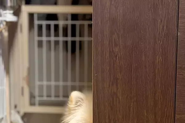 犬とケンカをした結果→なぜか『隣の部屋の扉』から…許すしかない『ズルすぎる光景』に1万いいね「仲直りしたいのかなｗ」「可愛すぎて笑う」
