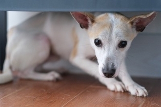 犬が『臆病な性格』になってしまう原因4つ　ビビリ癖を克服する方法はあるの？