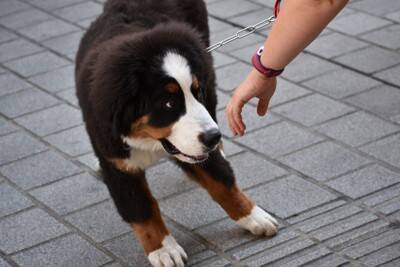 犬が『臆病な性格』になってしまう原因4つ　ビビリ癖を克服する方法はあるの？