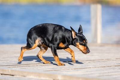 犬が『臆病な性格』になってしまう原因4つ　ビビリ癖を克服する方法はあるの？