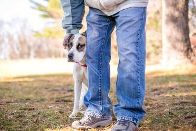 犬が『臆病な性格』になってしまう原因4つ　ビビリ癖を克服する方法はあるの？