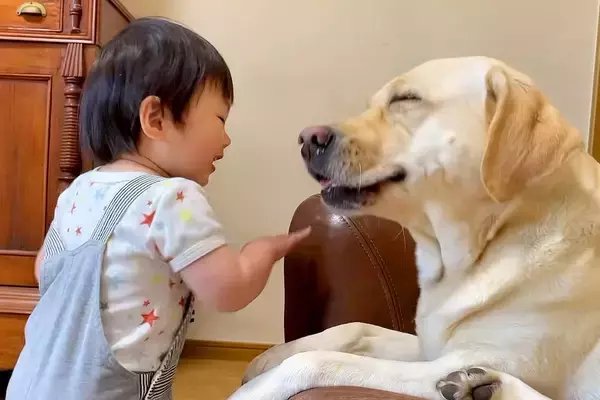 くしゃみが止まらなくなった大型犬→1歳の女の子は『笑い』が止まらなくなって…尊すぎるやり取りが43万再生「可愛い」「一日の疲れ吹き飛ぶ」